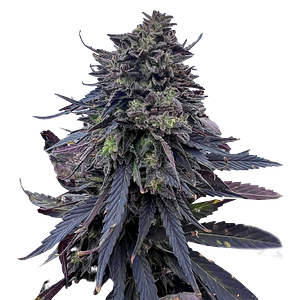 Emerald Mountain Legacy - Royal Kush Bx6 F3