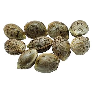 Voodoo Shack Seed Company - Ruby Tuesday Regular Seeds