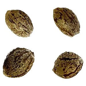 Automatic Ganja - Auto Papaya Apricot Feminized Seeds