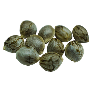 Voodoo Shack Seed Company - Crown Jewelz Regular Seeds