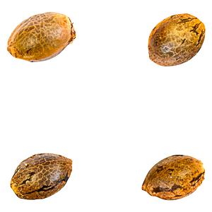 Green Rose Seeds - 41 Ghosts (auto Fem Seeds)