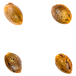 Green Rose Seeds - Crasher Breath