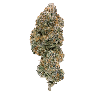 Northern Canna - Modified Supersonic