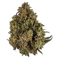 Orchid CBD - Cbd Runtz