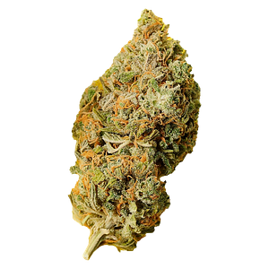 Palmetto - Orange Bud