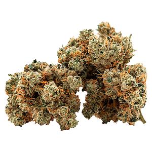 Cactus - Succulent Smalls