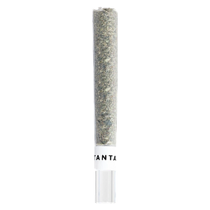 Tantalus - Mai Tai X Zero Gravity Glass Tip Pre Roll