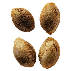 Weathered Islands Craft Cannabis - Lemon Sunshine Autoflower Feminized Seeds