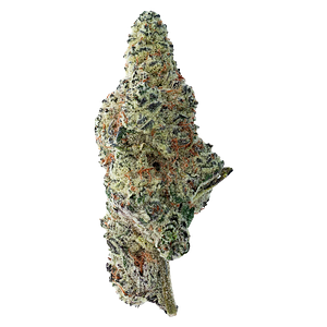 The Loud Plug - Tropicana Cookies