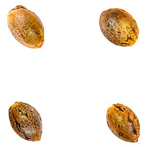 Green Rose Seeds - Crasher Breath