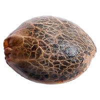 34 Street Seed Co. - Grandaddy Purps Seeds