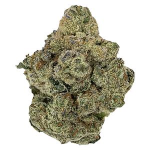 Pistol and Paris - Rockstar