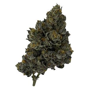 Rocket Factory - Exotic Matter